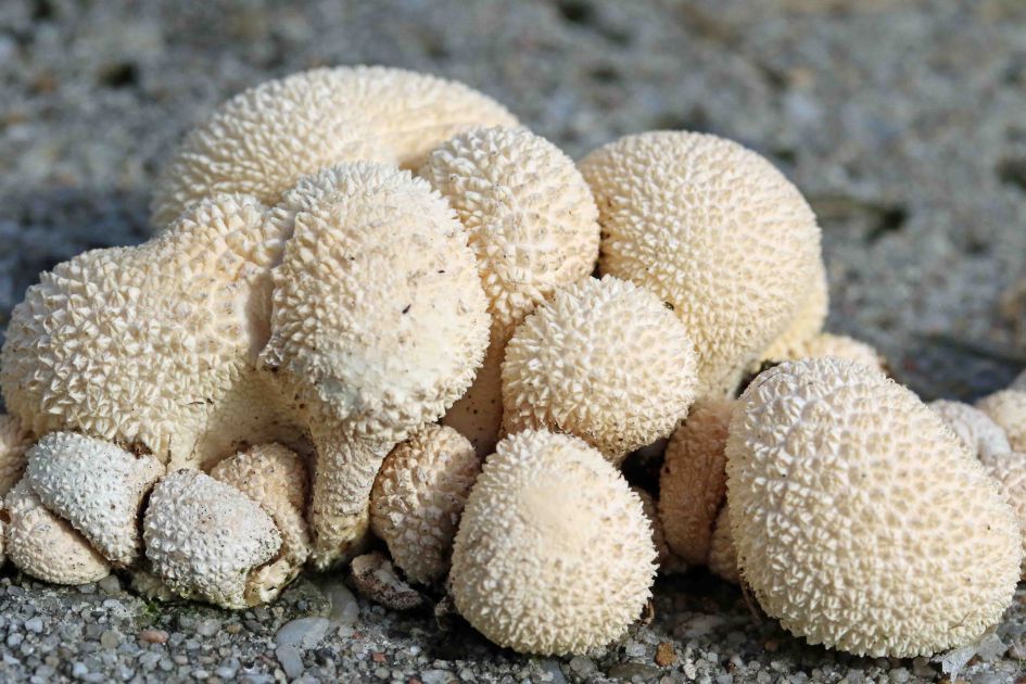 Welk (stuif)zwammetje?